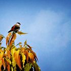 Black-crowned Waxbill (Estrilda atricapilla)