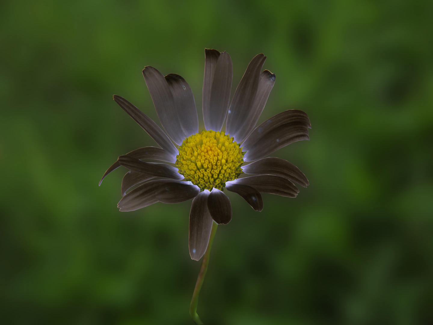 Black Daisy / Schwarzes Gänseblümchen