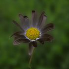 Black Daisy / Schwarzes Gänseblümchen