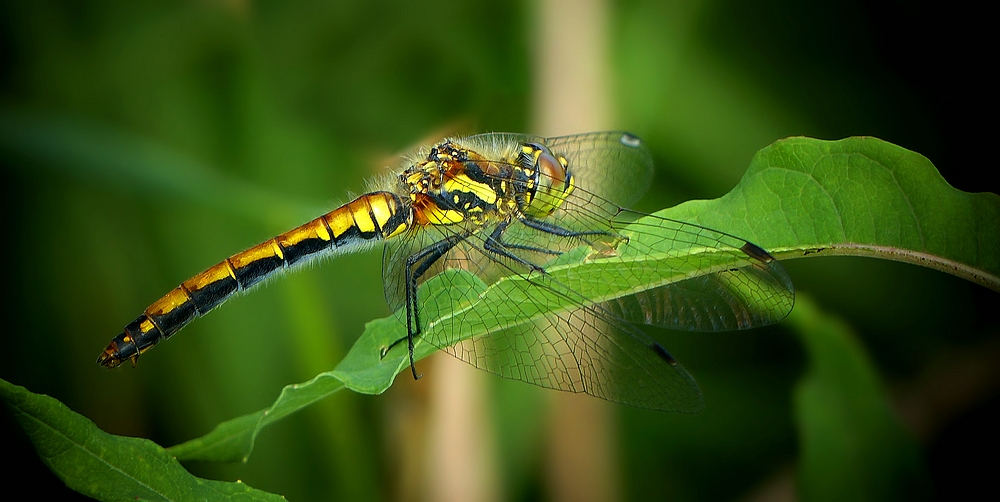 Black Darter (female)