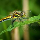 Black Darter (female)