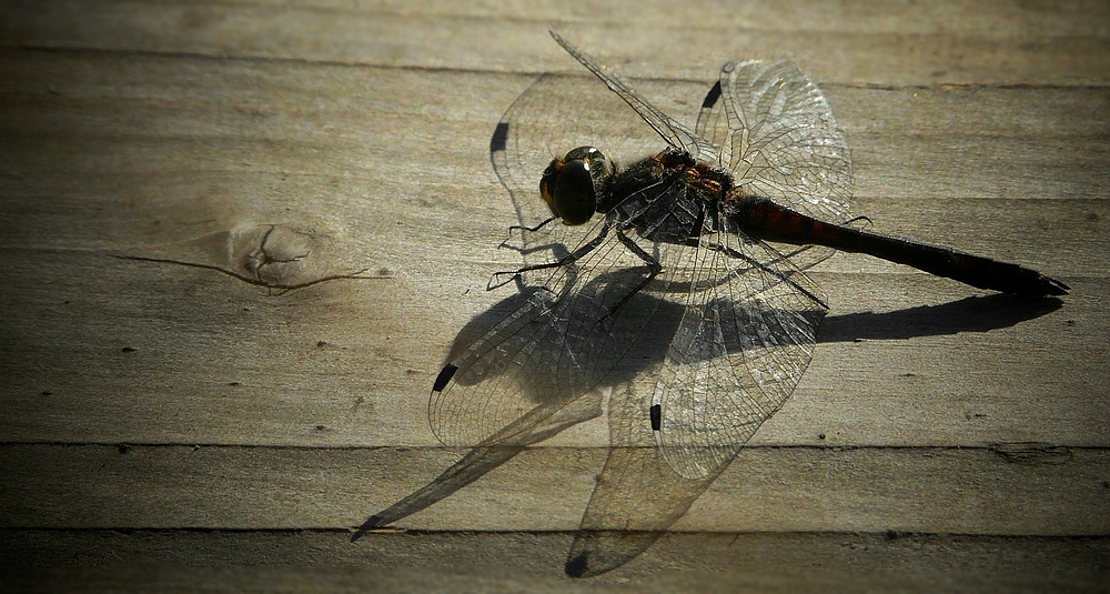 Black Darter (male)