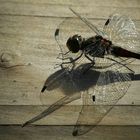 Black Darter (male)