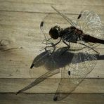 Black Darter (male)