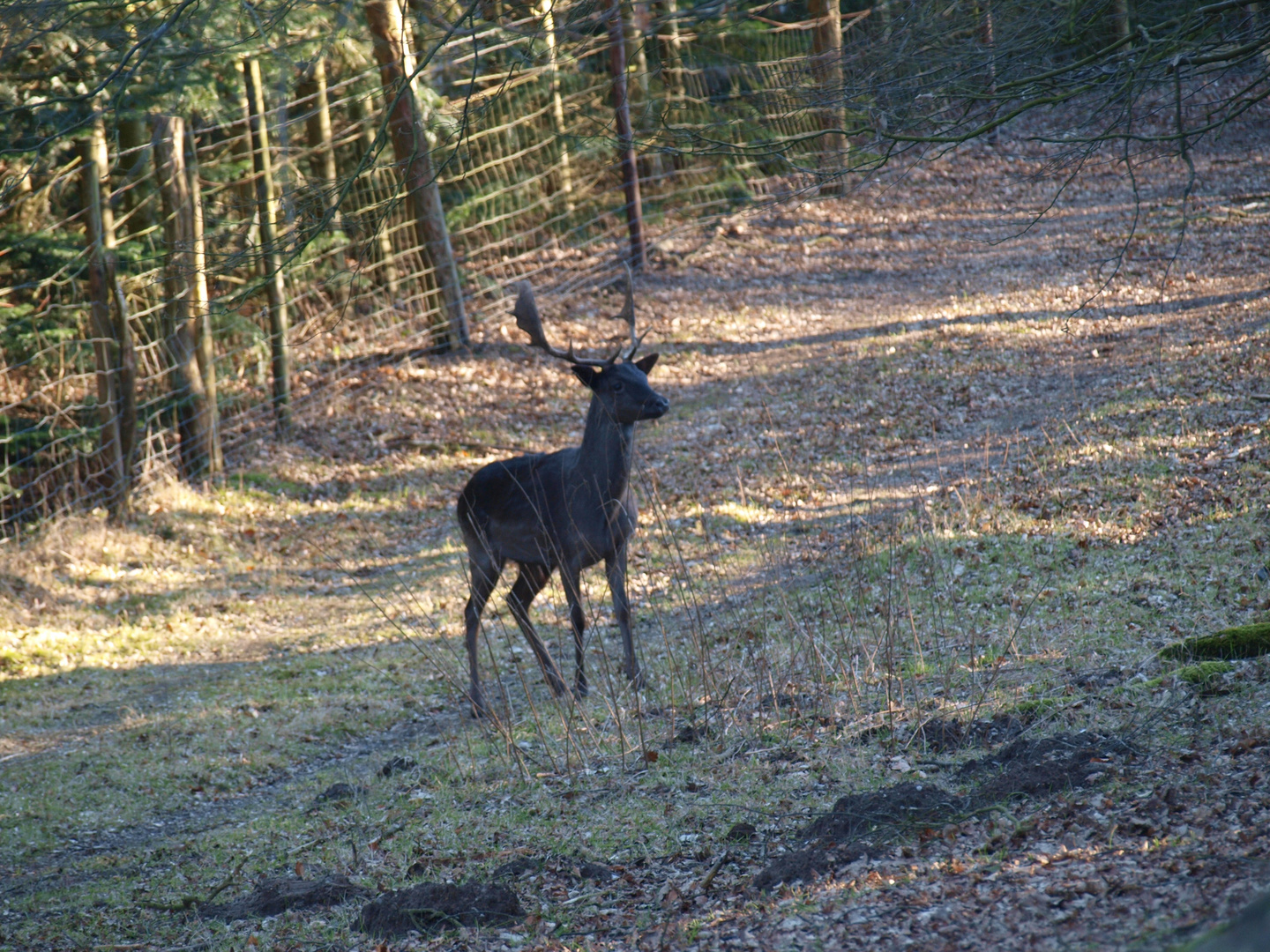 ***Black Deer***