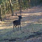 ***Black Deer***