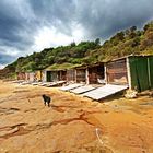 Black dog and Boat sheds