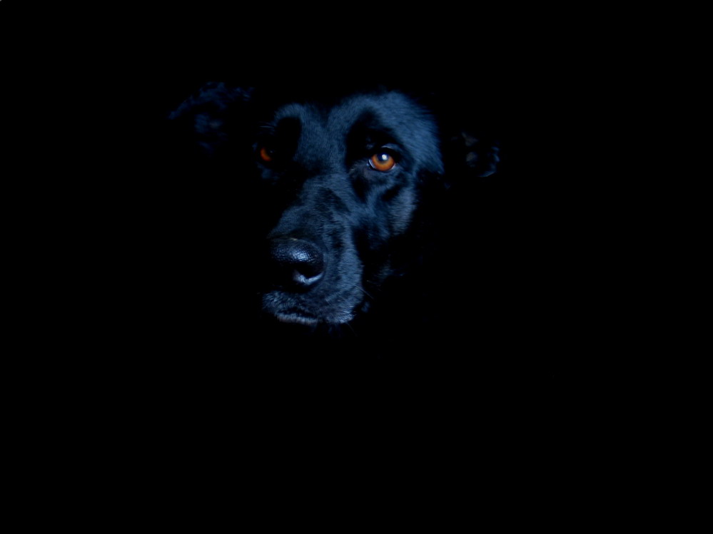 black dog at night