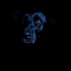 black dog at night