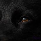 Black Dog ~ Brown Eye´s~