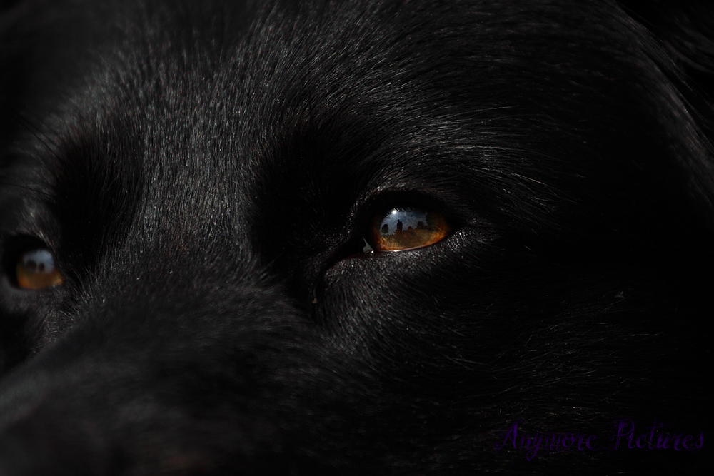 Black Dog ~ Brown Eye´s~