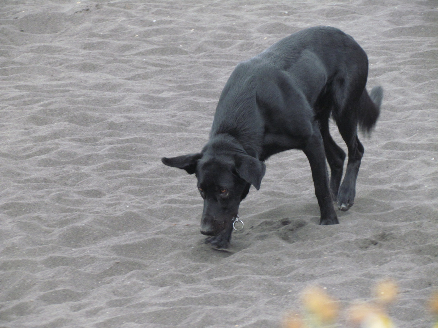 Black dog on a black beach