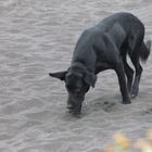 Black dog on a black beach