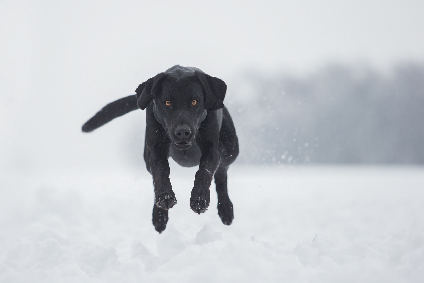 Black Dogs