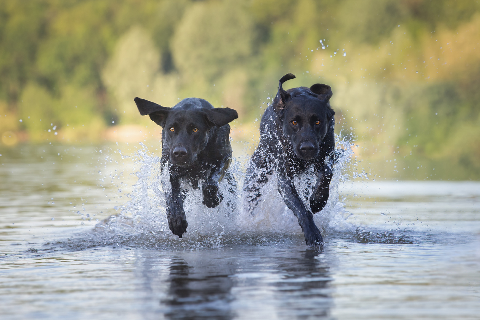 Black Dogs