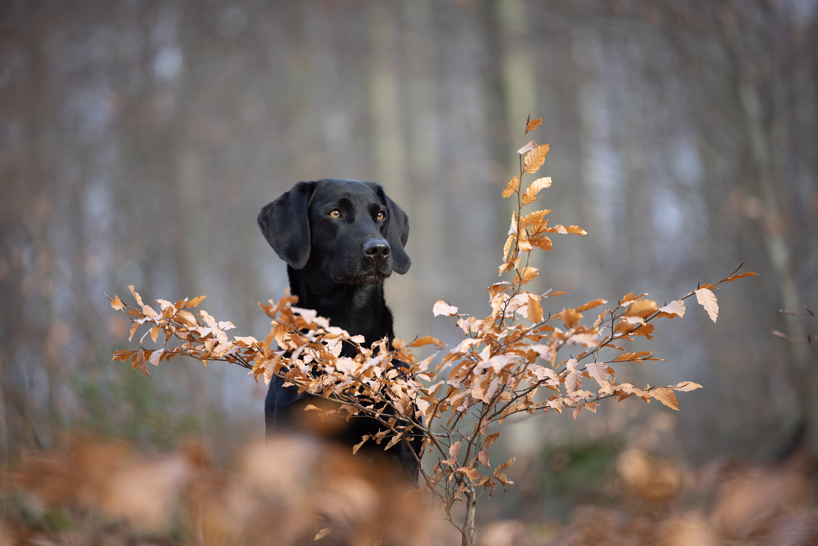 Black Dogs