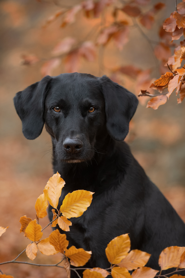 Black Dogs