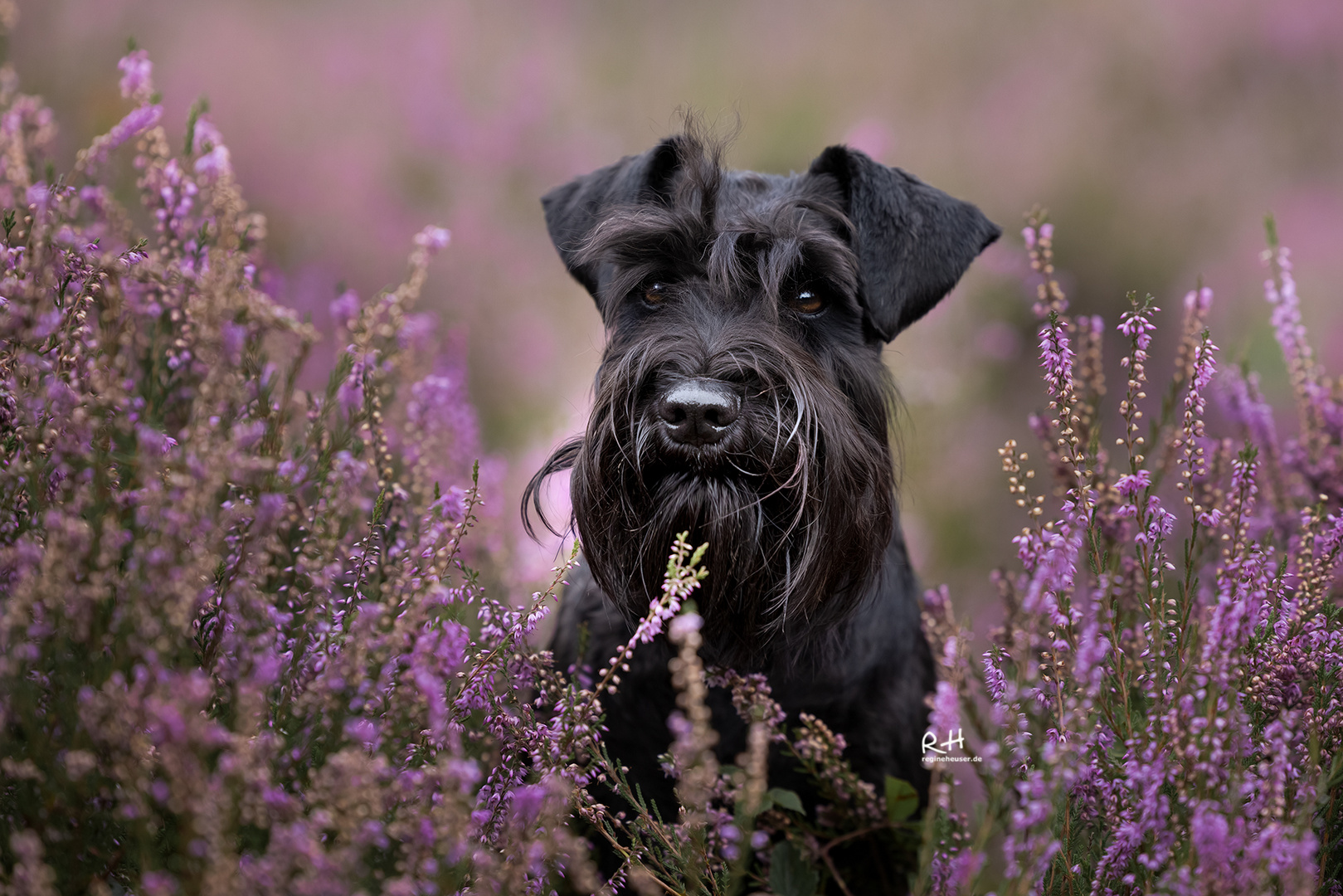 Black Dogs