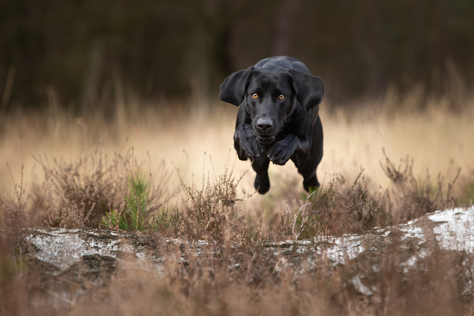 Black Dogs