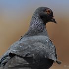 Black Dove