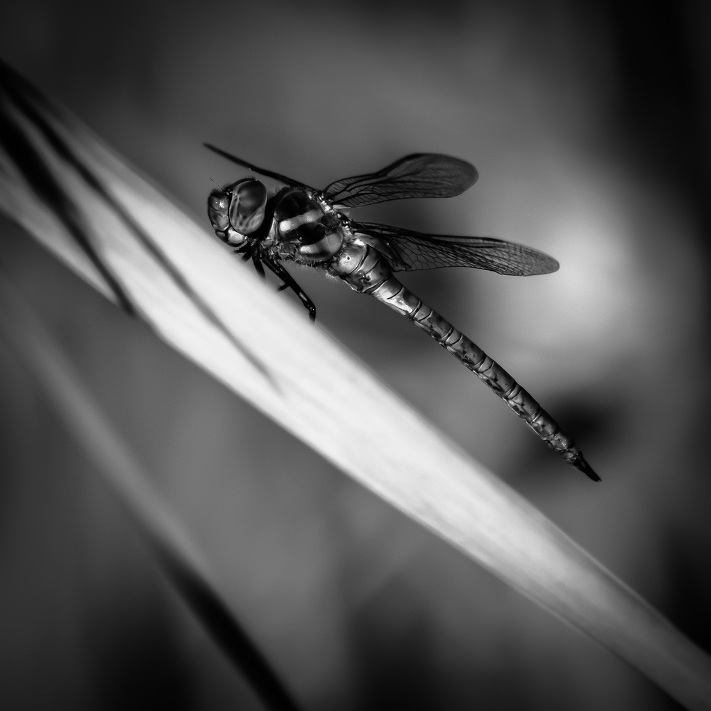black dragonfly