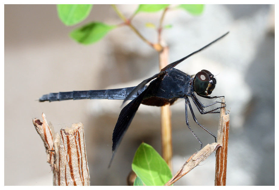 Black Dragonfly