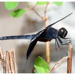 Black Dragonfly