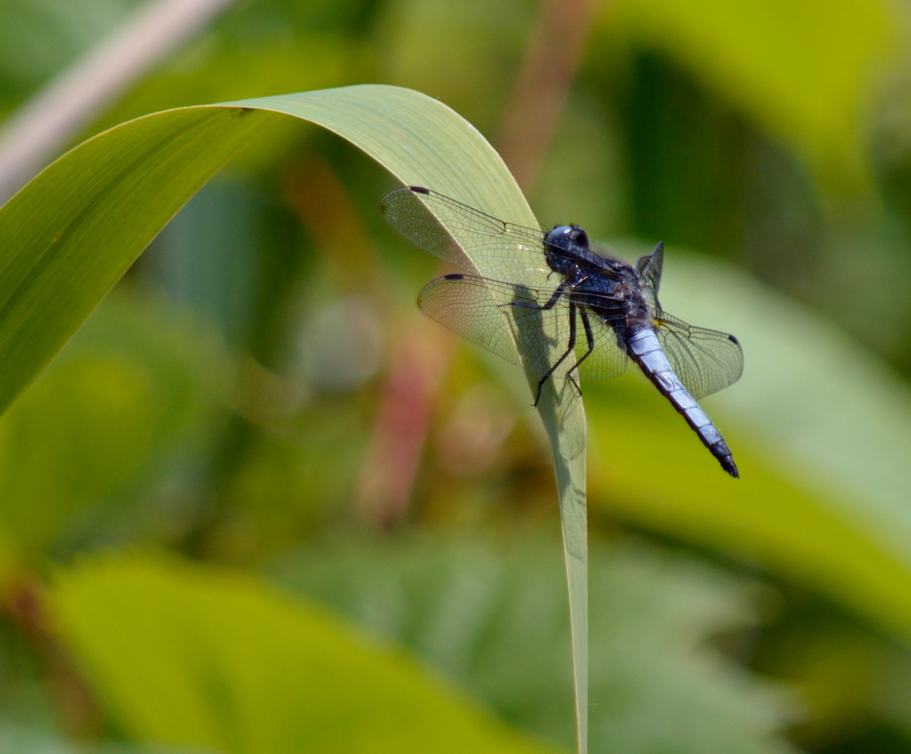 Black Dragonfly