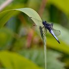 Black Dragonfly