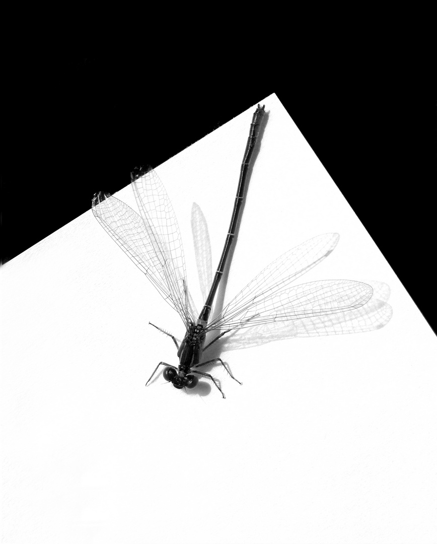 black-Dragonfly-white