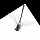 black-Dragonfly-white
