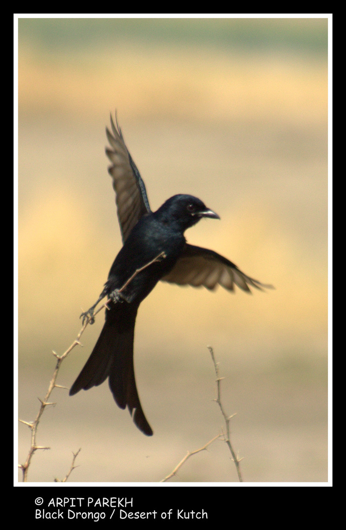 Black Drongo . . .