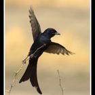 Black Drongo . . .