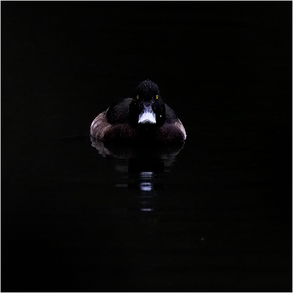 Black Duck