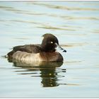 Black Duck - Digiscoped