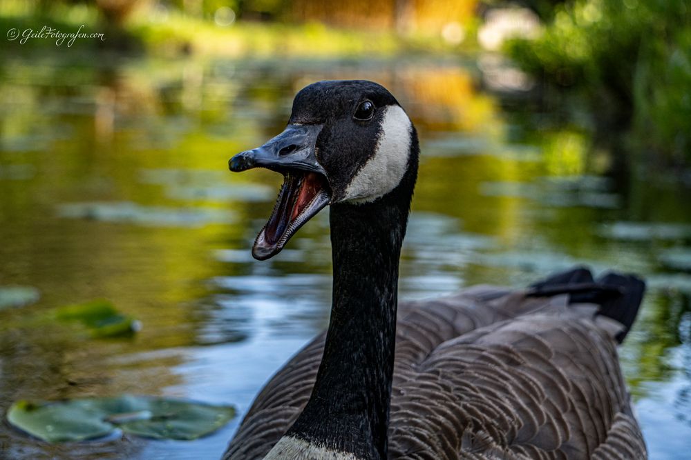 Black Duck Warrior