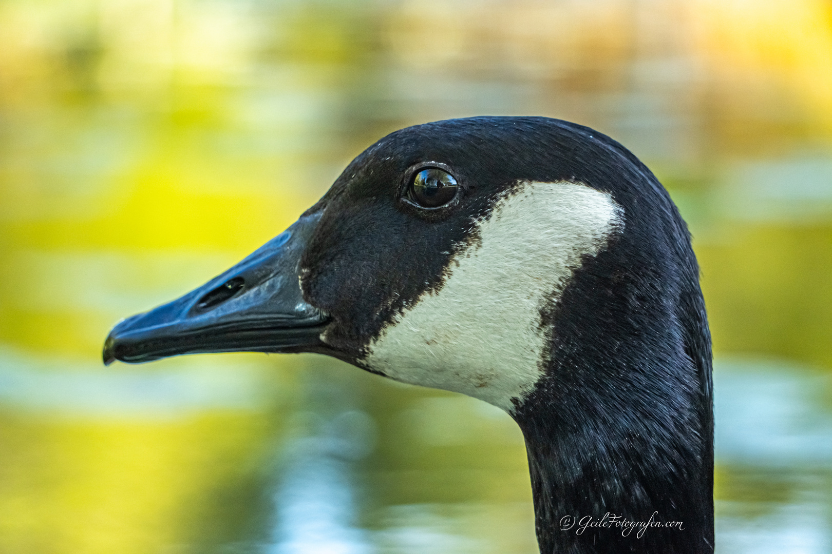 Black Duck Warrior Portrait