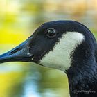 Black Duck Warrior Portrait