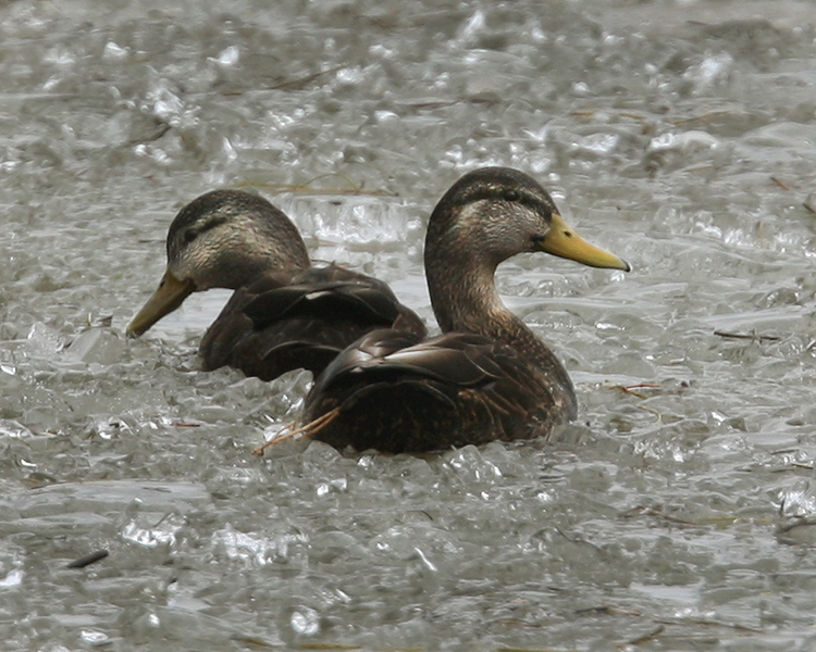 Black Ducks on Ice