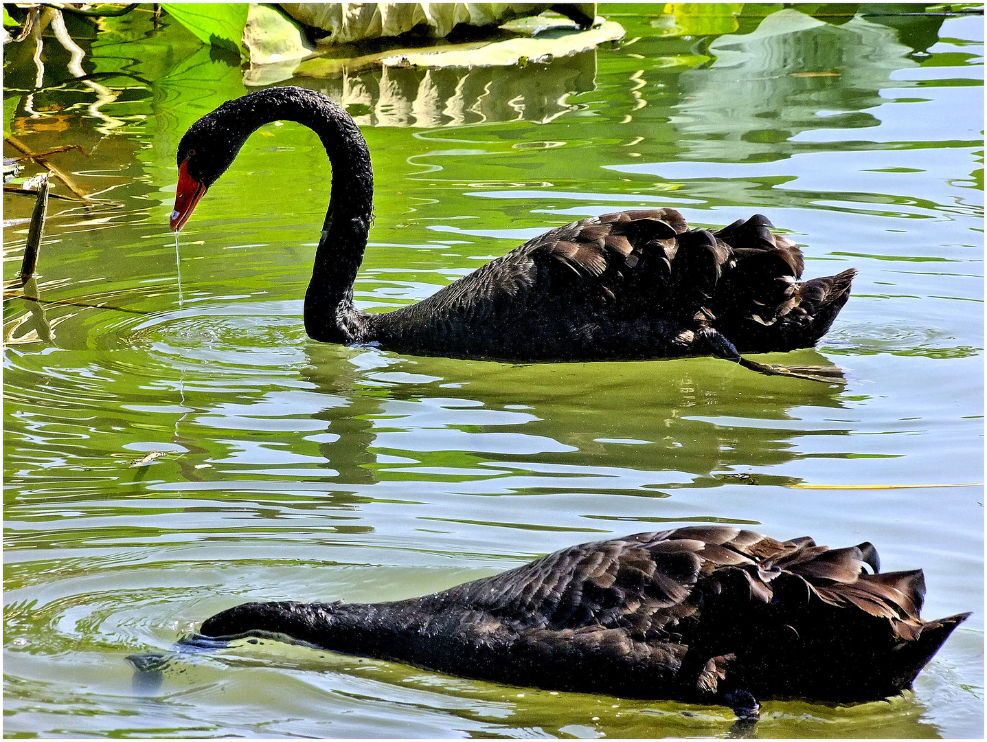 Black duo