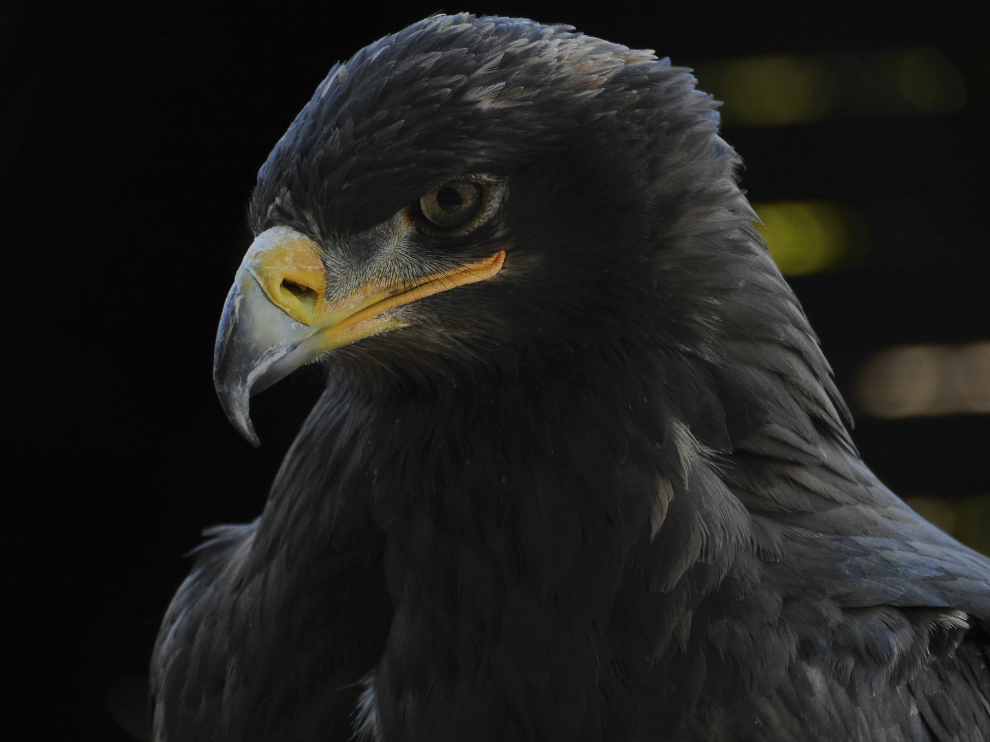 Black Eagle