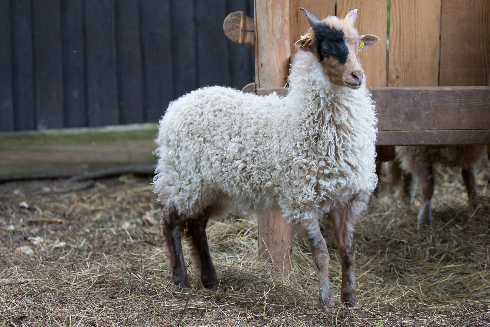 Black Eyd Sheep