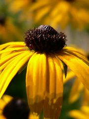 Black-Eye Susan