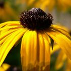 Black-Eye Susan