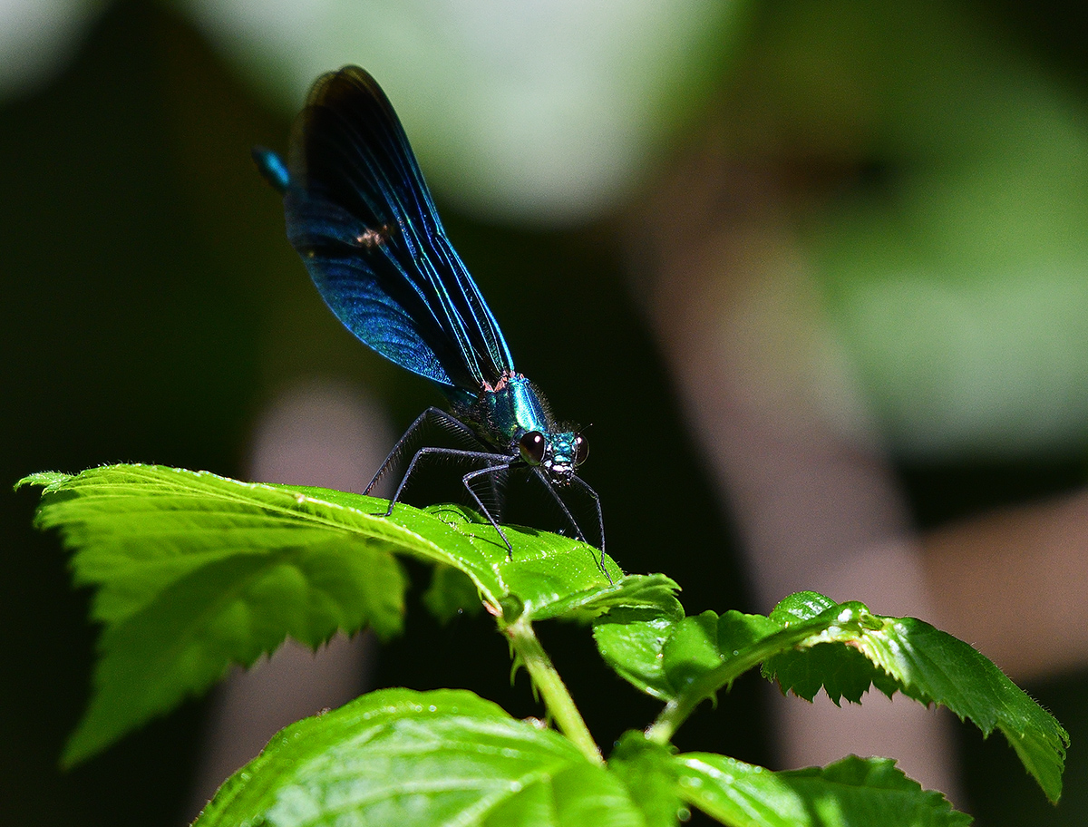 Black Eyed Blues