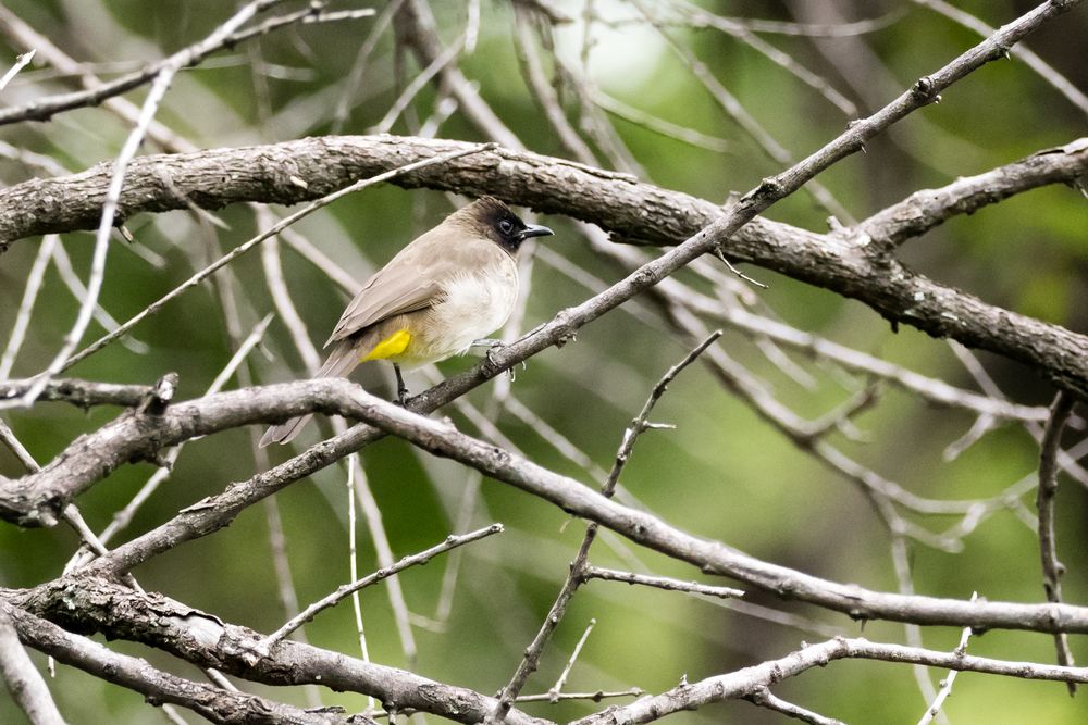 Black-eyed Bulbul - Graubülbül