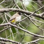 Black-eyed Bulbul - Graubülbül