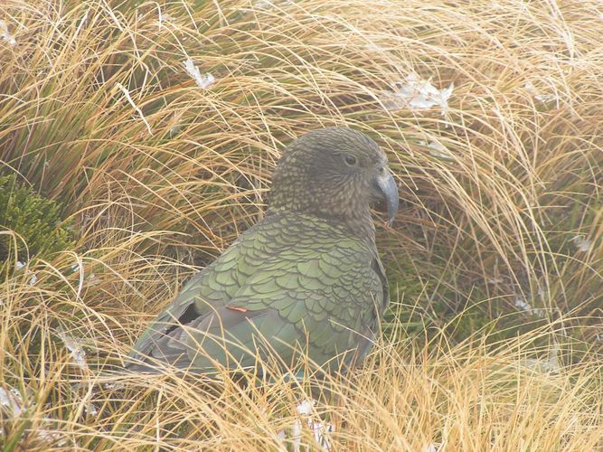 black eyed kea