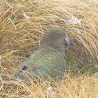 black eyed kea