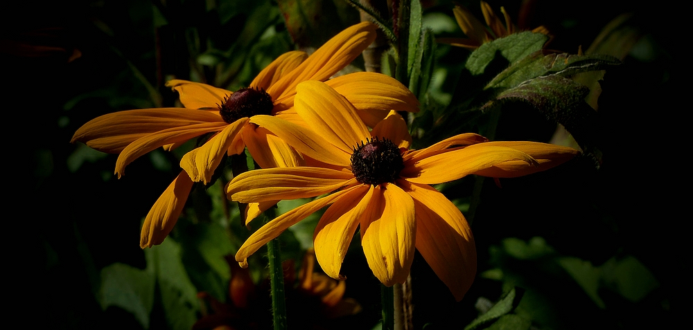 Black-eyed-Susan